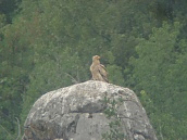 Наблюдения на египетски лешояд (Neophron percnopterus) в Природен парк "Врачански Балкан"