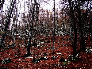 Есенен излет в планината