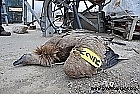 Белоглав лешояд стана жертва на необезопасен електрически стълб