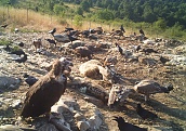 Рекордна численост на черни лешояди в ПП "Врачански Балкан"