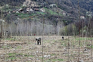 Залесяване в ПП "Врачански Балкан"