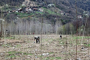Залесяване в ПП 