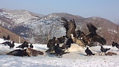  Нова площадка за подхранване на лешояди в Природен парк „Врачански Балкан“ 