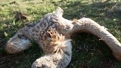 Внимание - мъртви белоглави лешояди в района Искърското дефиле!
